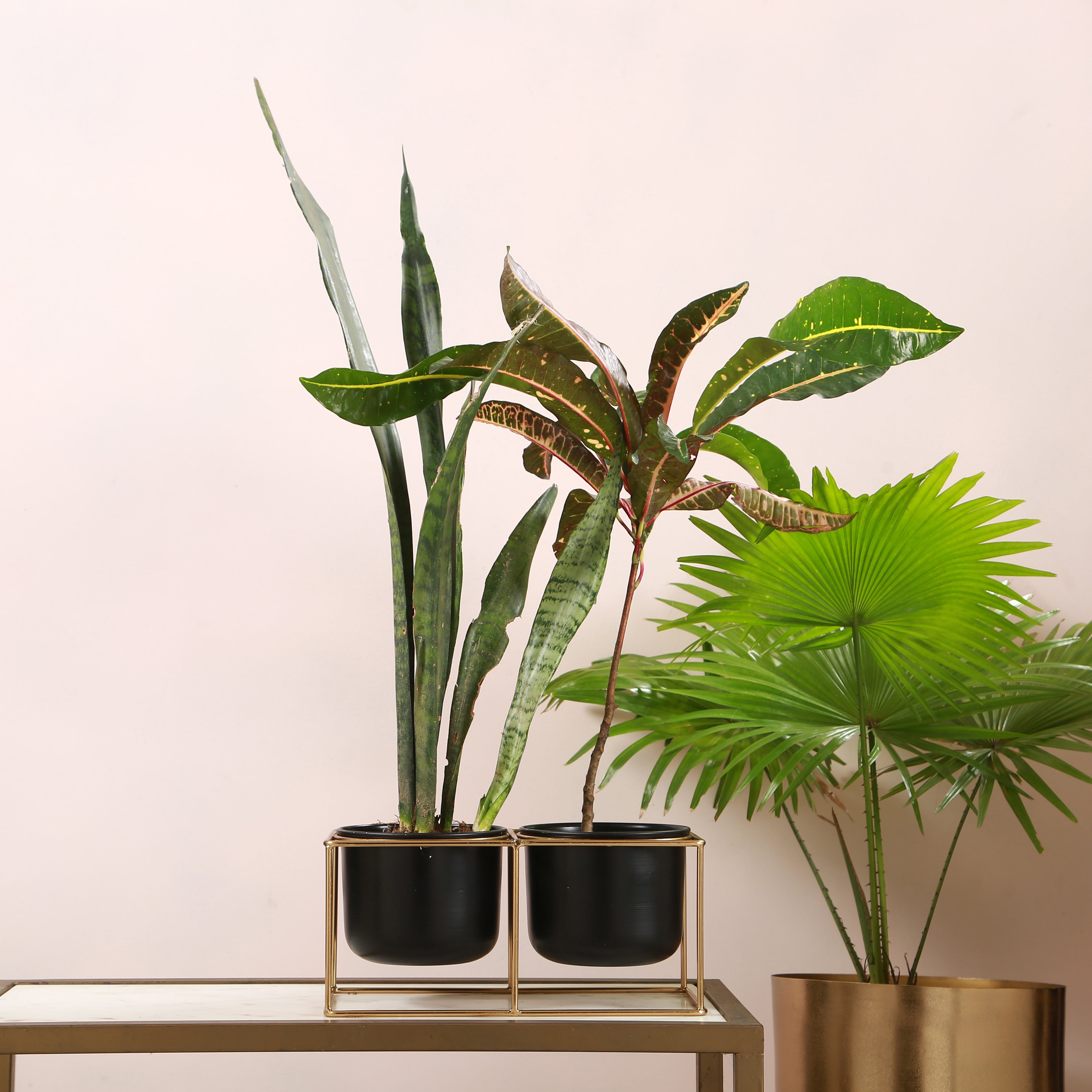 Two Peas in a Pod Desk Planter With Stand